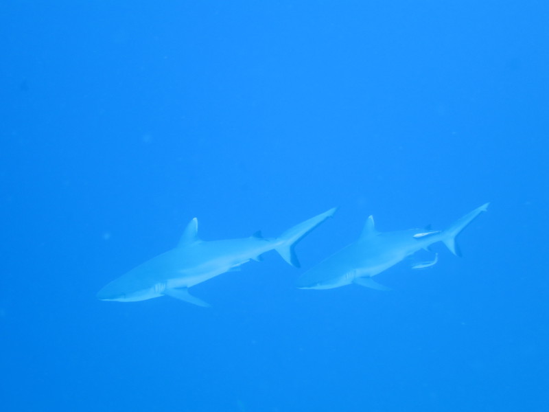 Maldives - April 2019